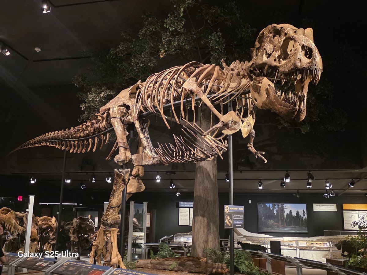 Museum of the Rockies