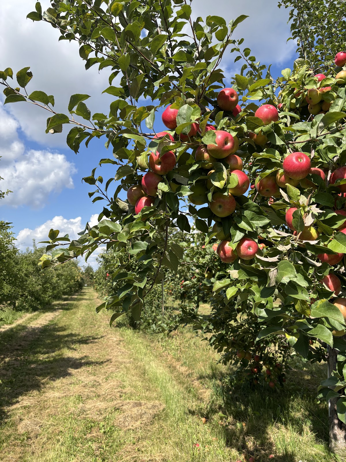 Afton Apple Orchard