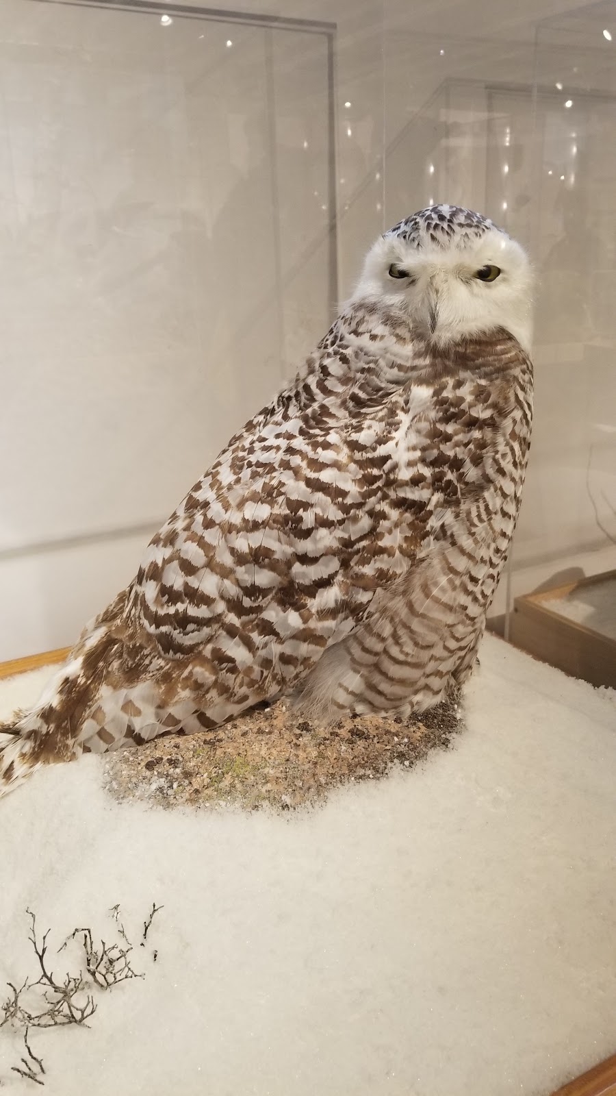 George B. Dorr Museum of Natural History