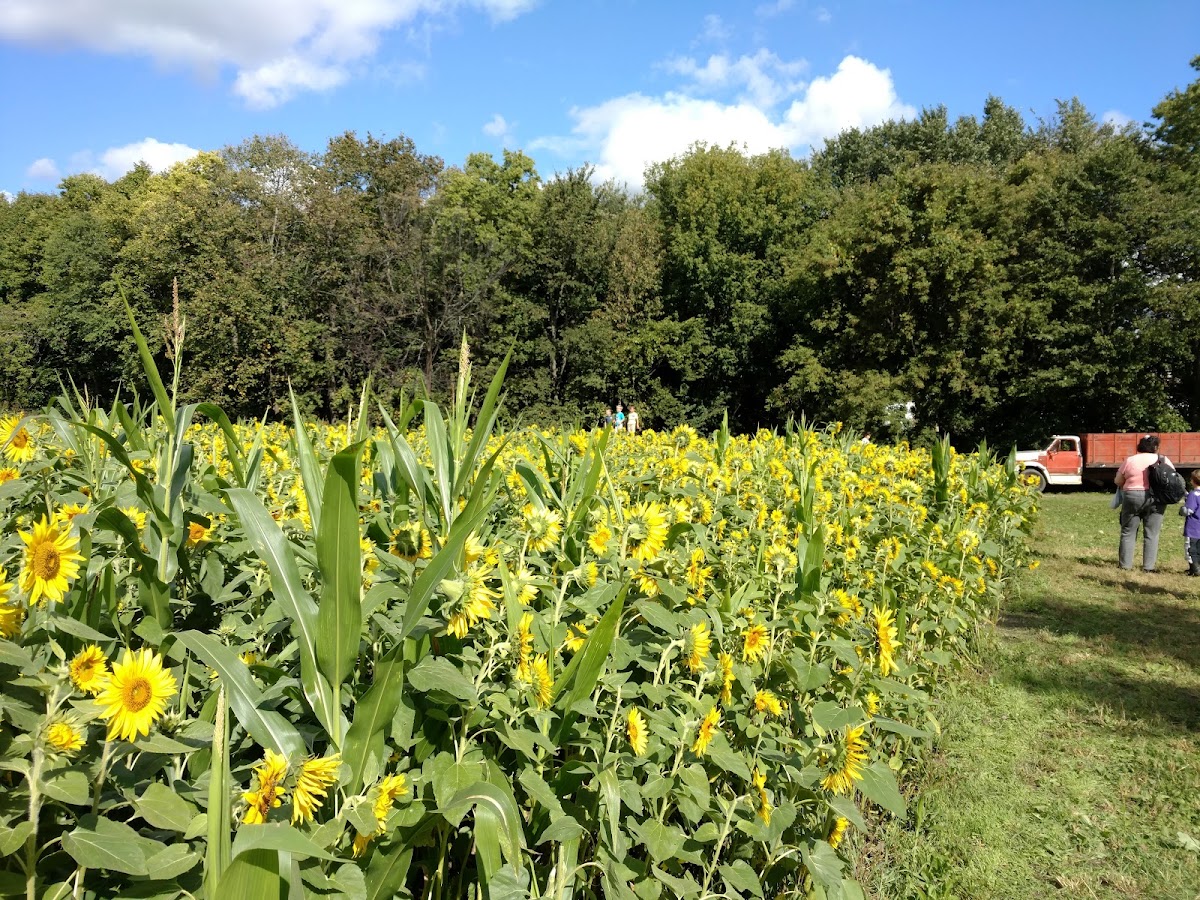 Ferguson’s Minnesota Harvest