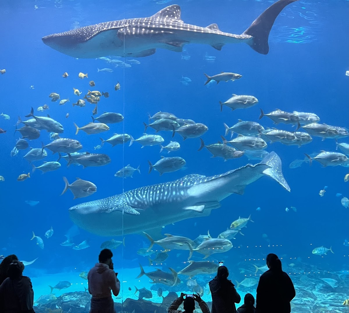 Georgia Aquarium — a whale shark and schools of fish in the Ocean Voyager exhibit