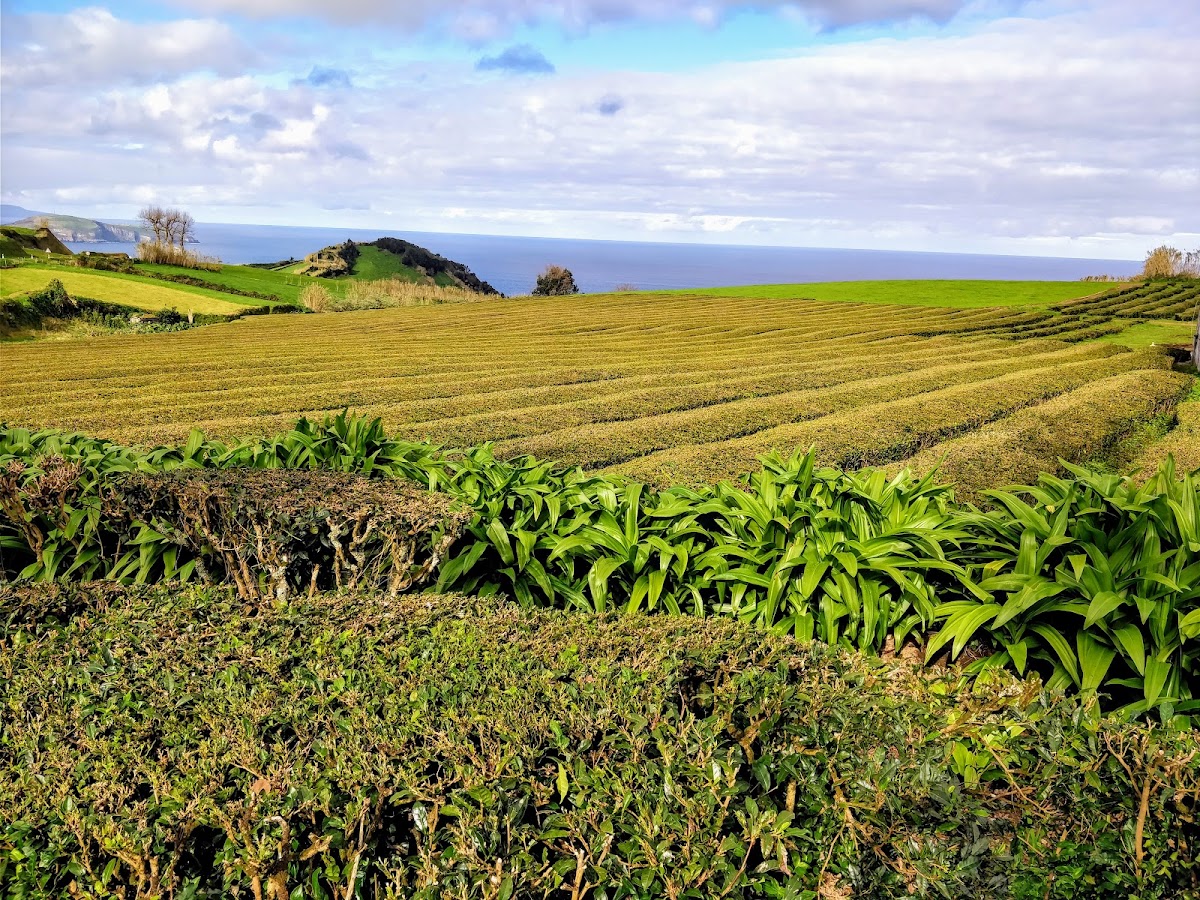 Gorreana Tea Factory
