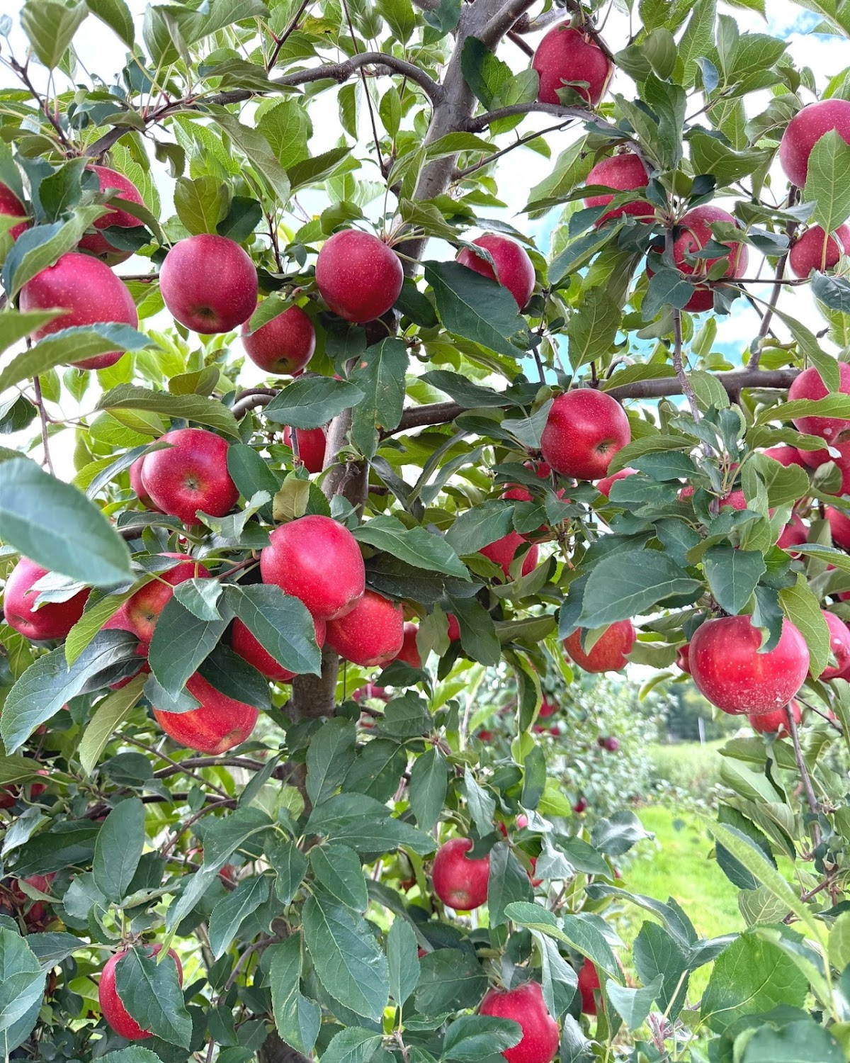Fall Upstate Pumpkin Day
