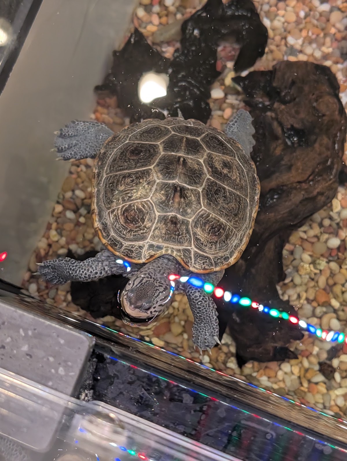 Save The Bay's Hamilton Family Aquarium