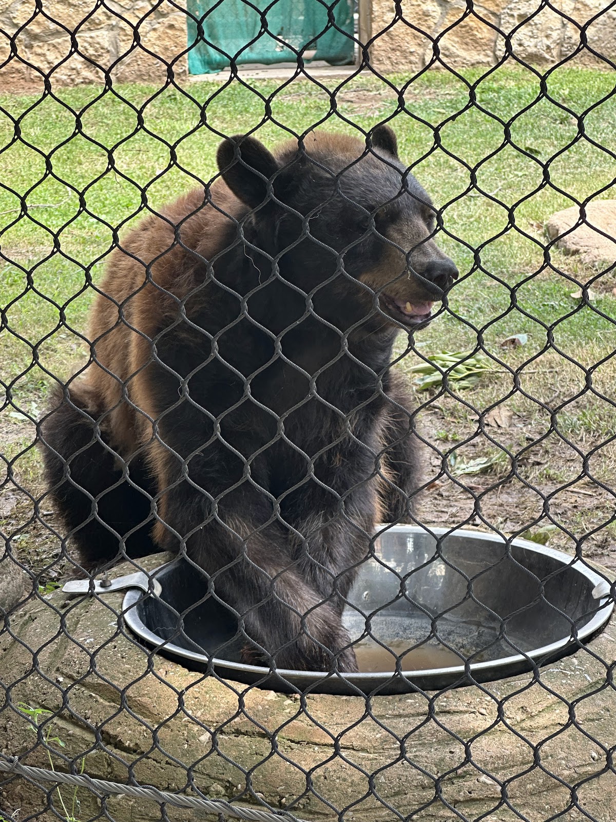 Baylor Bear Habitat