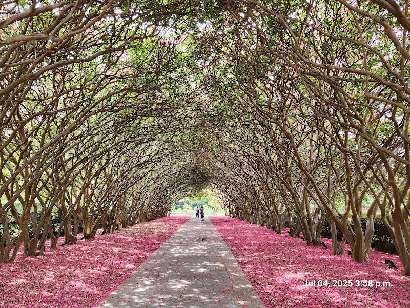 Dallas Arboretum — a couple at the end of the crape myrtle allée lined with pink petals