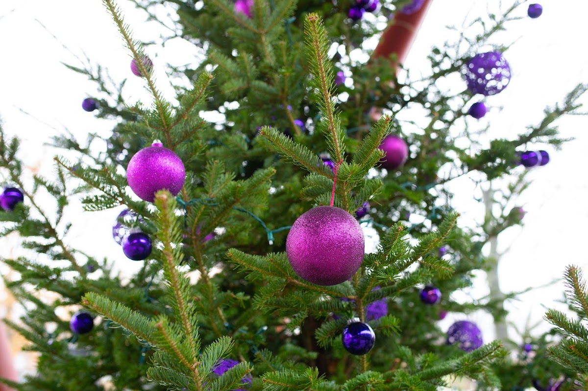Winter Wonder at Queens Botanical Garden