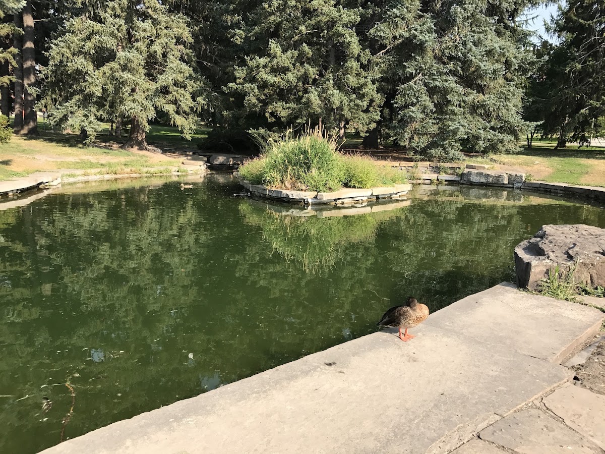 MSU Duck Pond