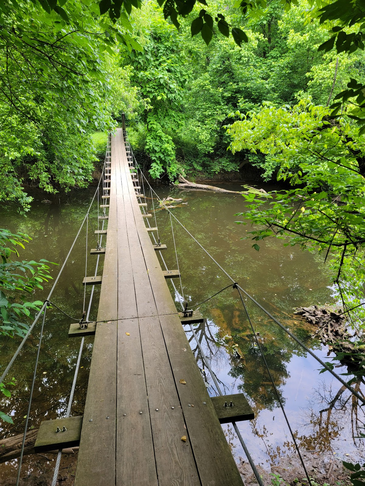 Institute Woods