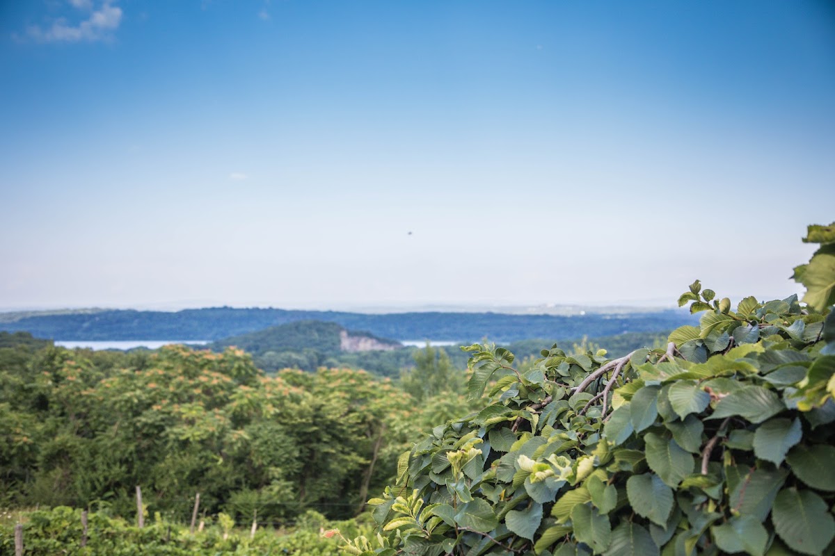 Benmarl Winery
