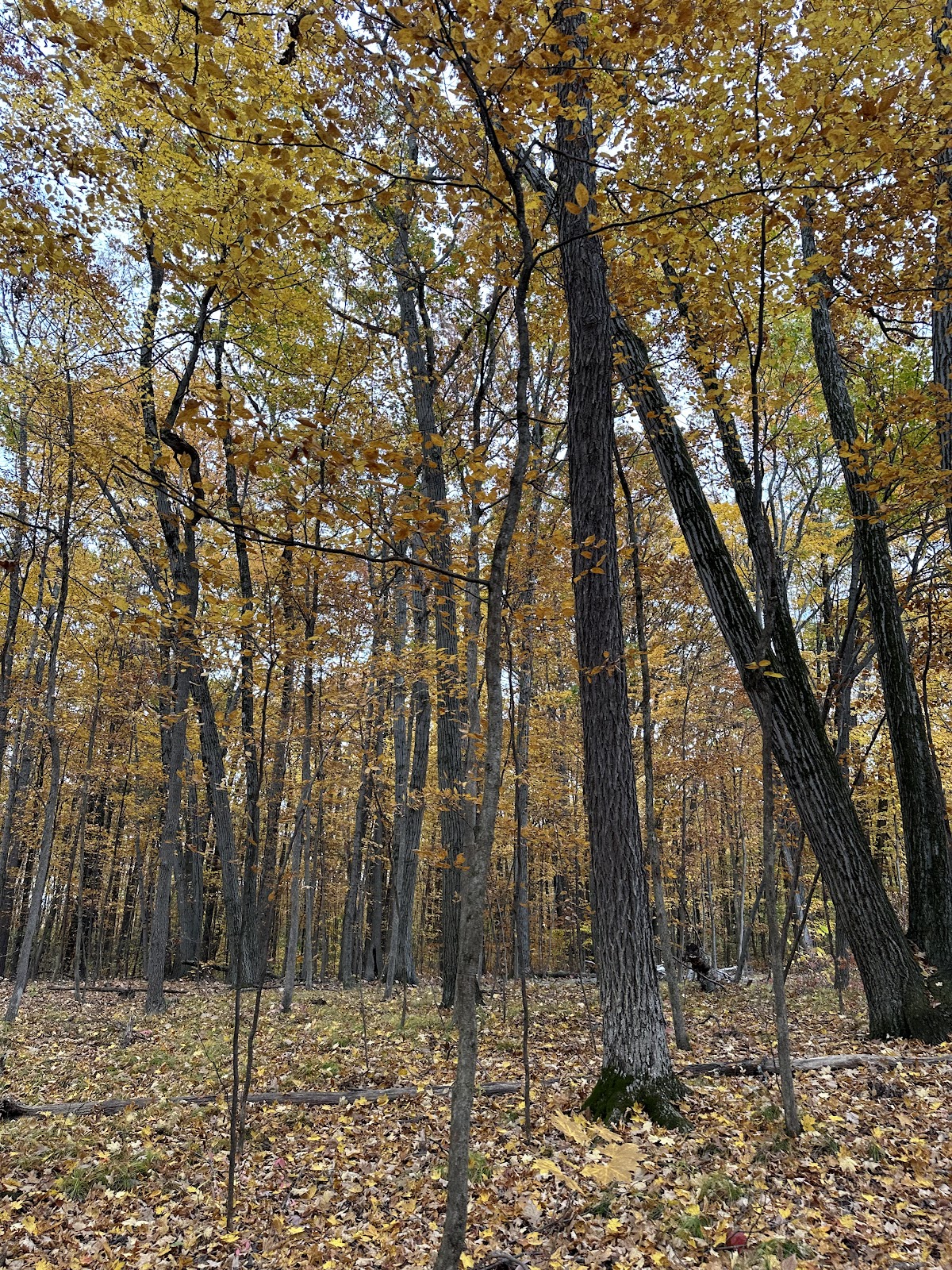 Skidmore North Woods