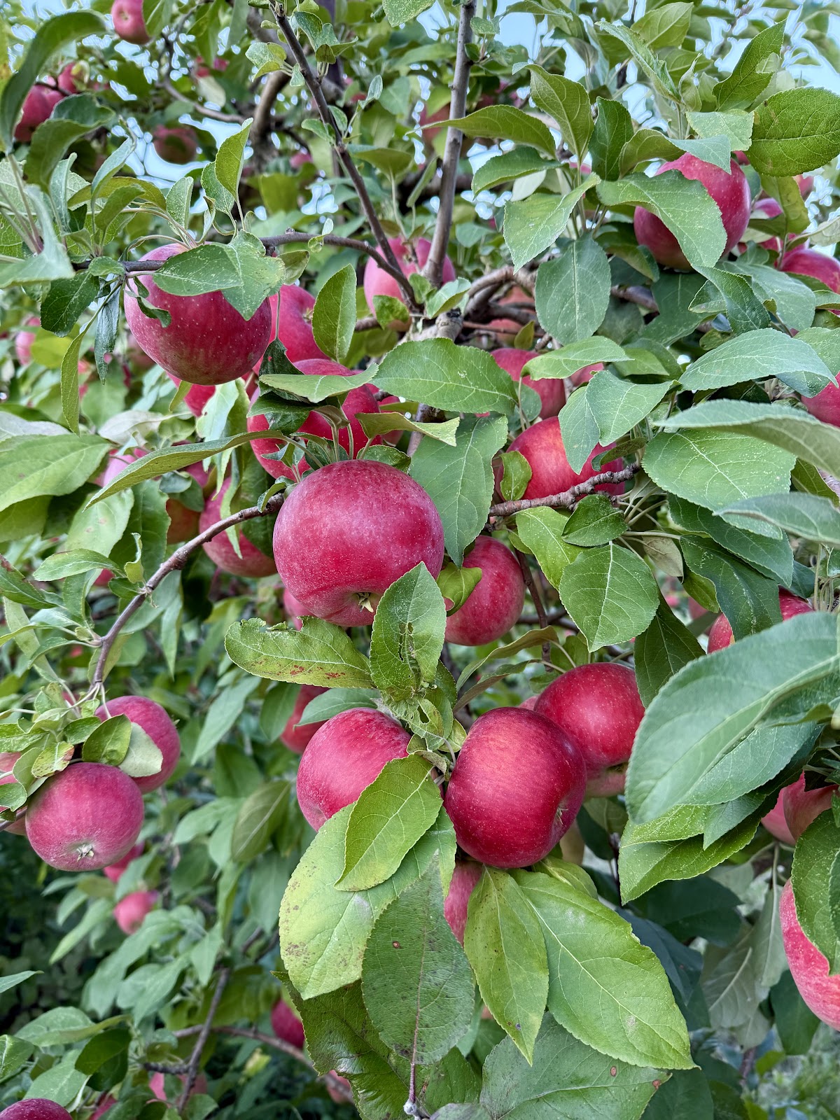 Applewood Orchard