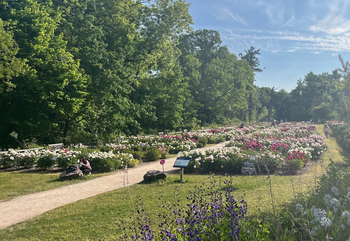 Nichols Arboretum