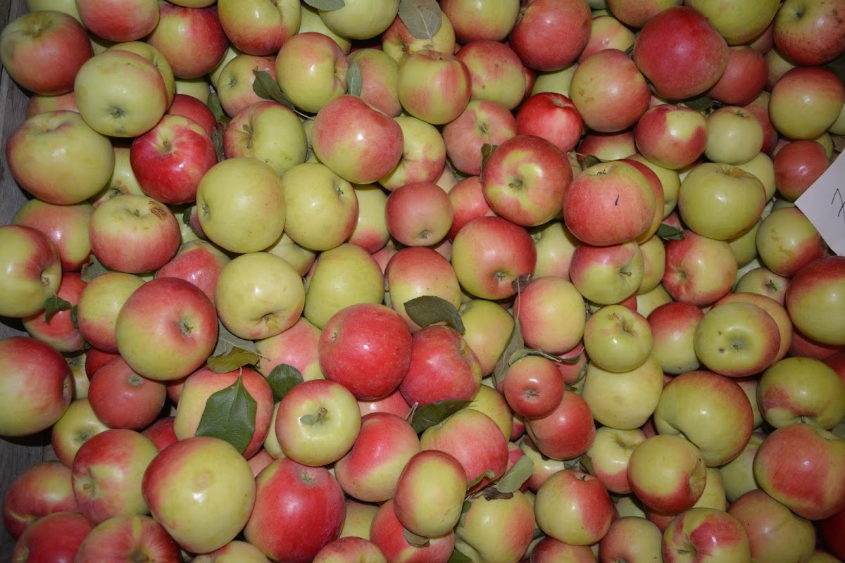 Clinton Cider Mill