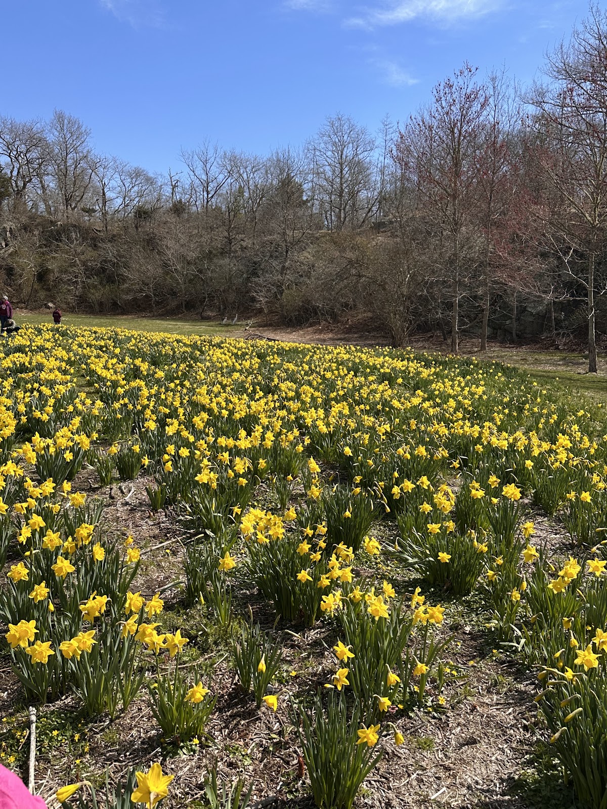 Ballard Park
