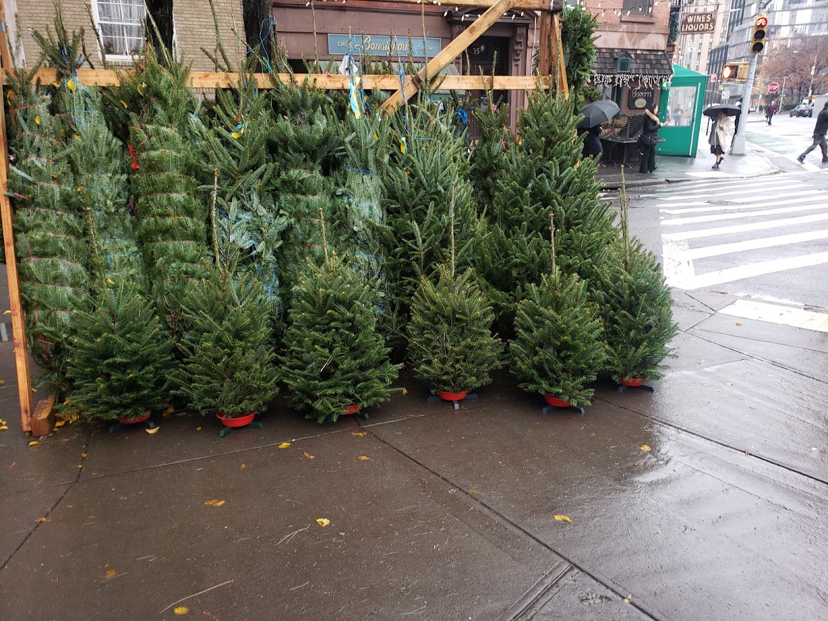 Romp Family Christmas Trees