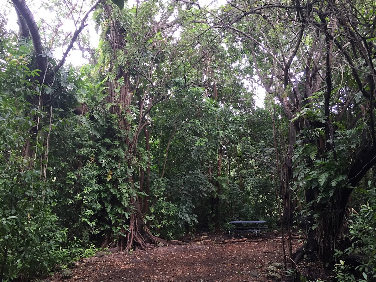 FIU Nature Preserve
