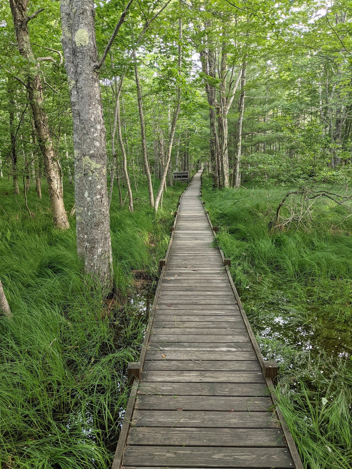 Jesup Path