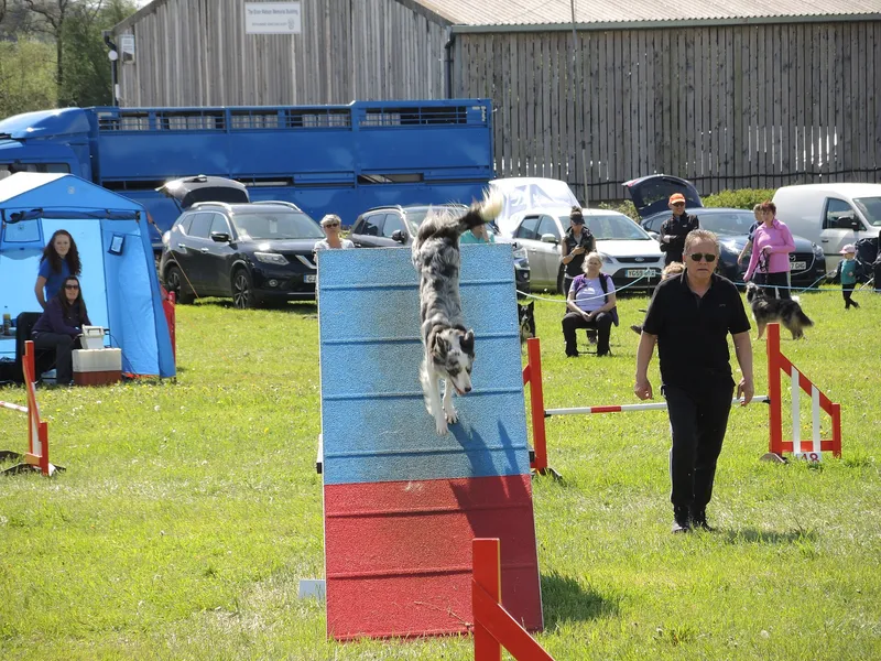 Etobicoke agility yard — fenced, lit at night, small-dog friendly