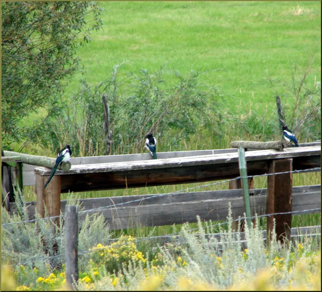 Humber meadow — 1-acre fenced field with shade and a stream