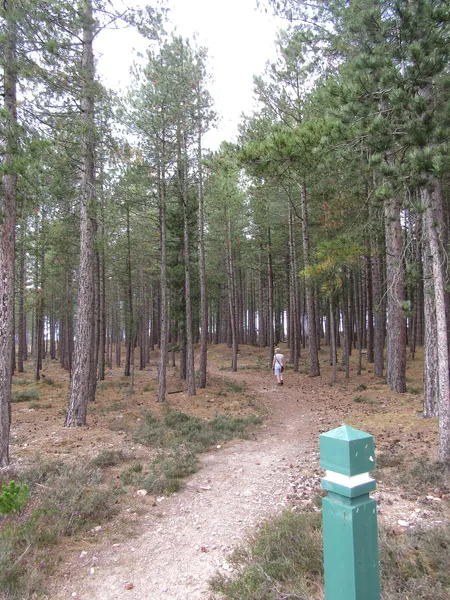 Rouge Valley edge — 2 unfenced acres of forest and creek