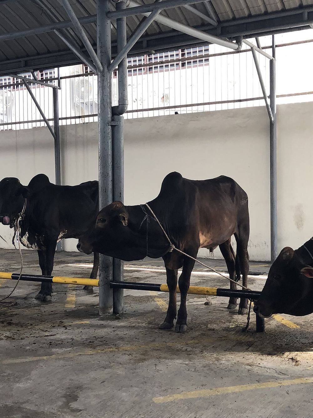 Qurban Bersama Robbi Rodliyya