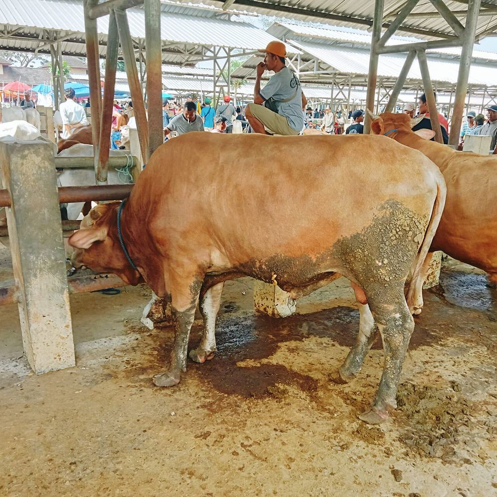 Qurban Bersama Robbi Rodliyya