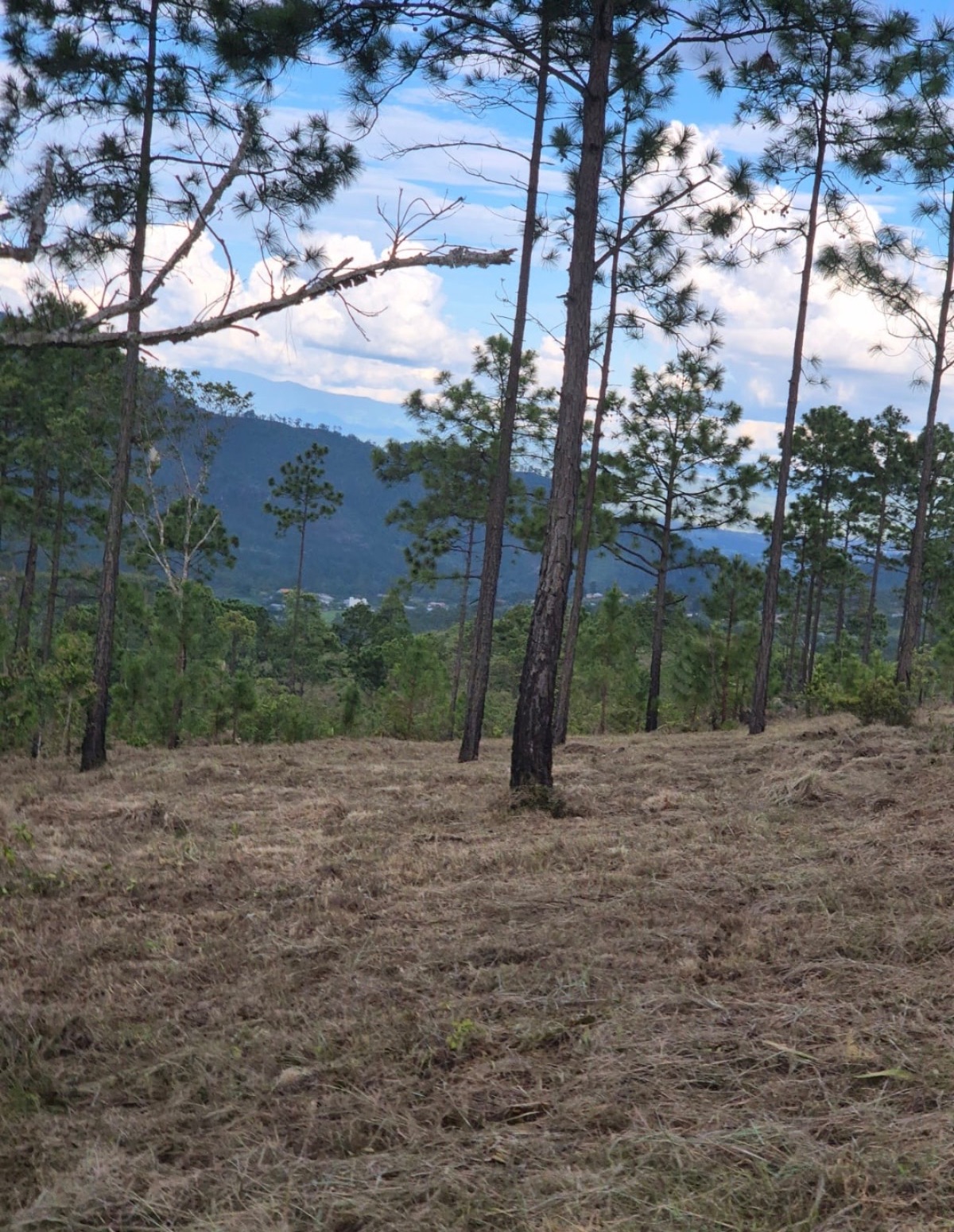 Terreno en las Limas, Zambrano — foto 2