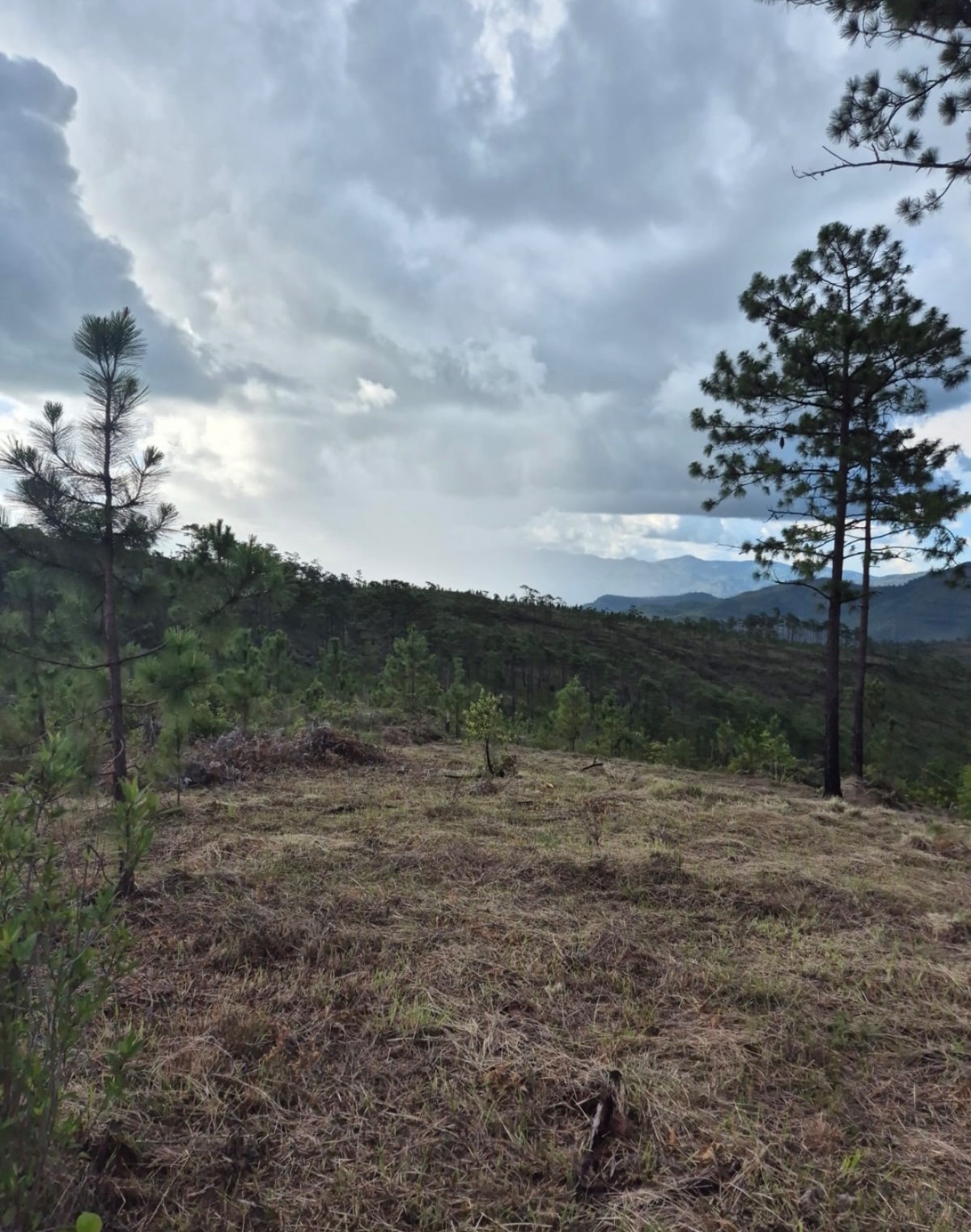 Terreno en las Limas, Zambrano — foto 3