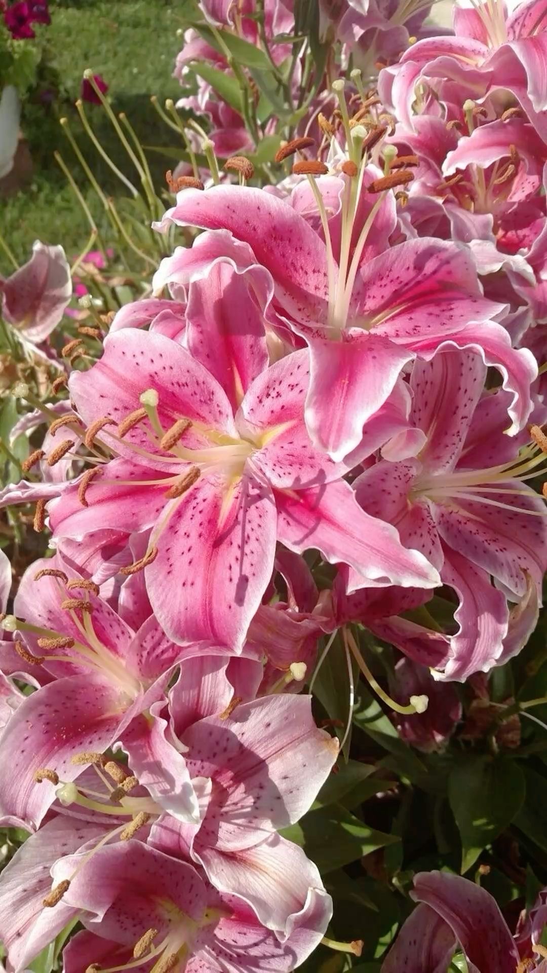 صورة المستخدم: Alaa