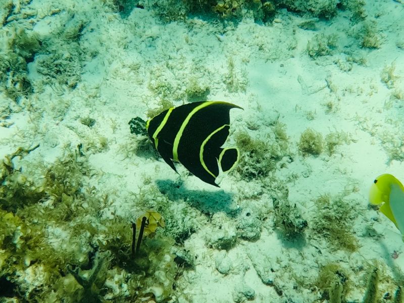Sailing stories from Cayman Islands