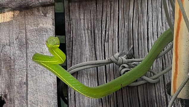Another women's toes & Snakes