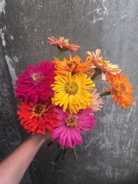 ZINNIA elegans Cactus