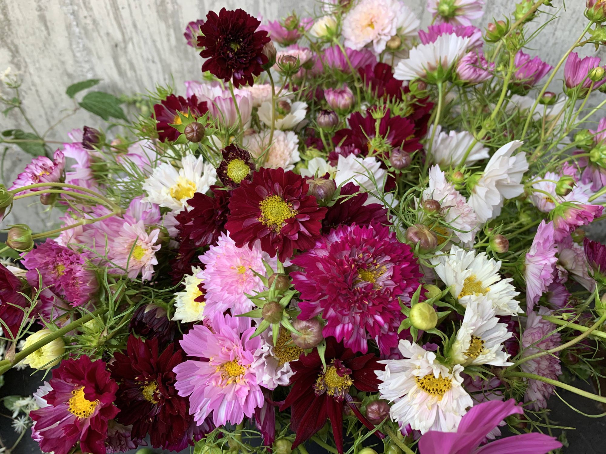 COSMOS