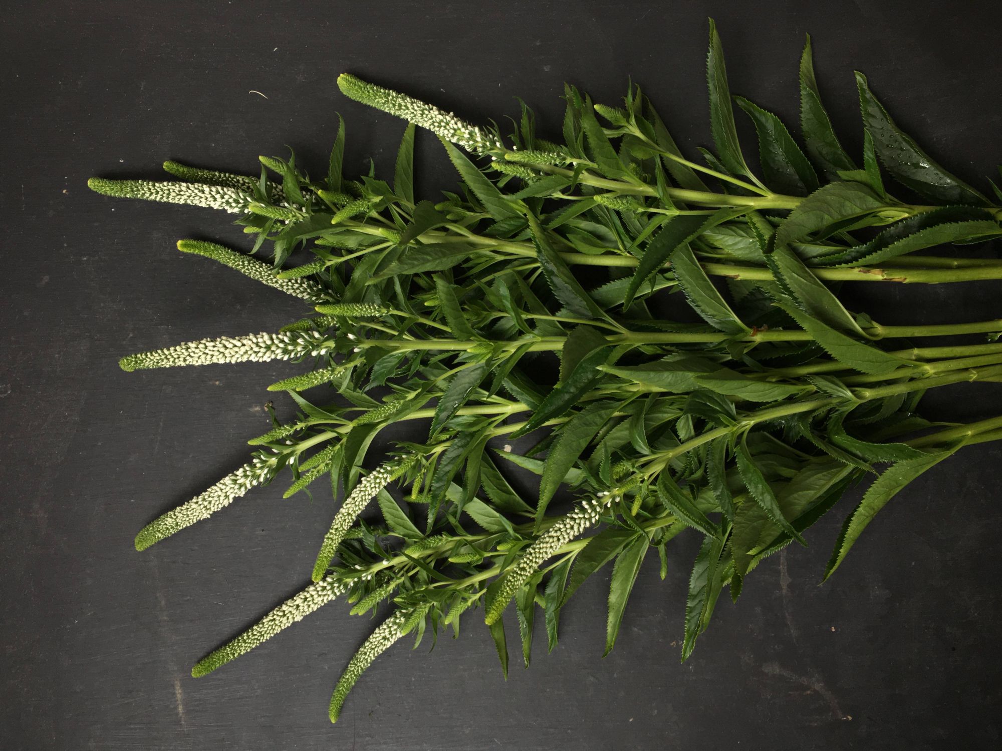 VERONICA longifolia