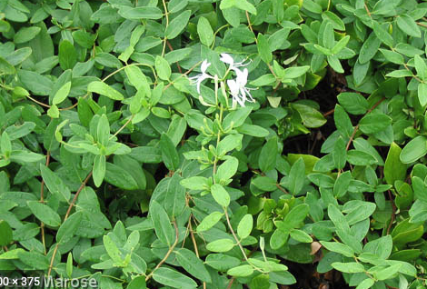 LONICERA japonica