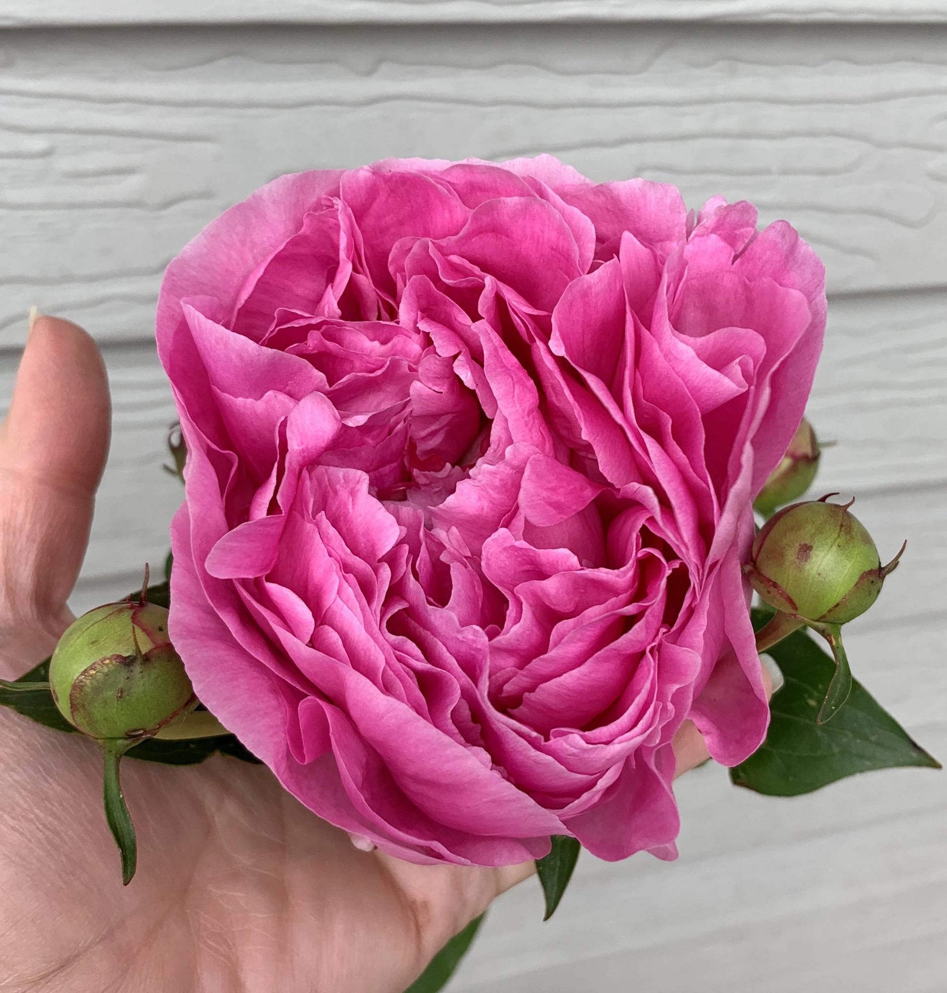 PAEONIA officinalis