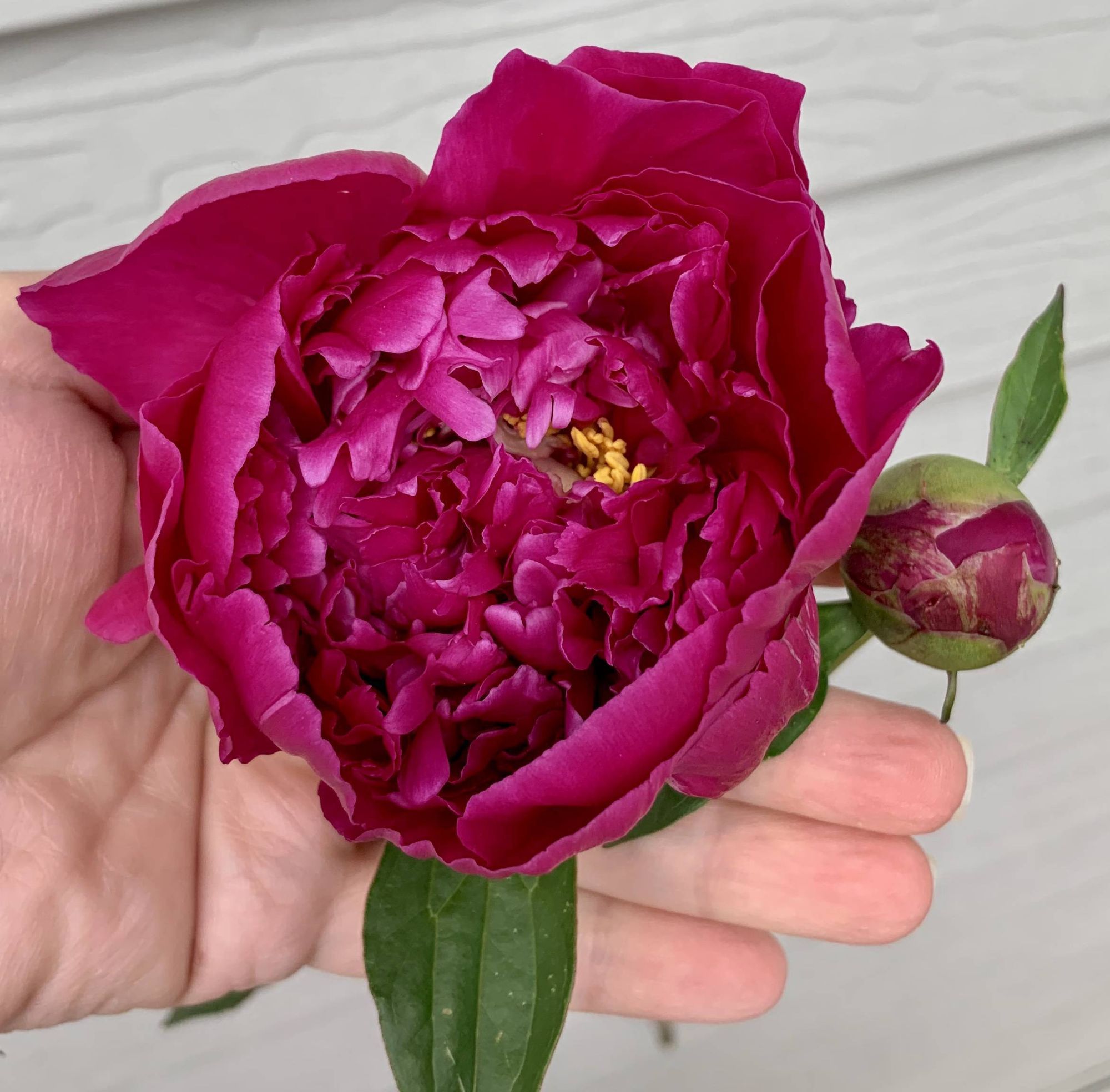 PAEONIA officinalis