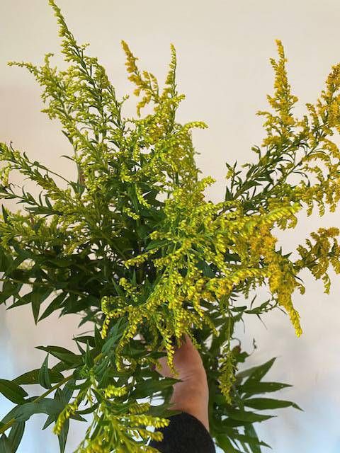 SOLIDAGO canadensis