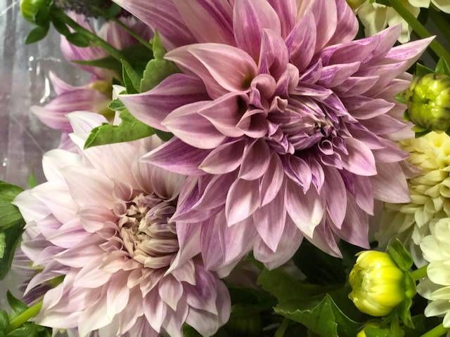 DAHLIA Cafe Au Lait