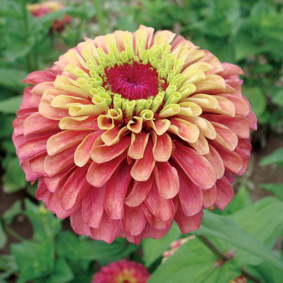 ZINNIA elegans Queen Series