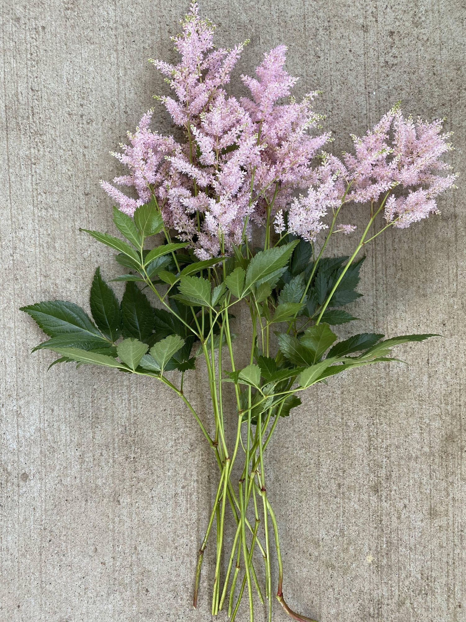 ASTILBE chinensis pumila