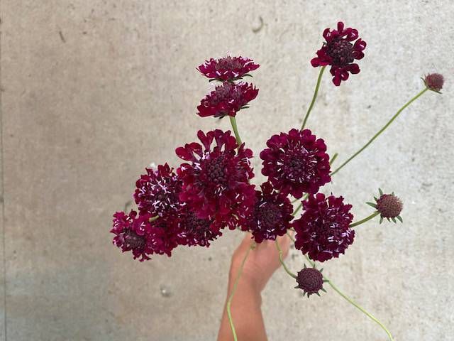 SCABIOSA atropurpurea Merlot Red