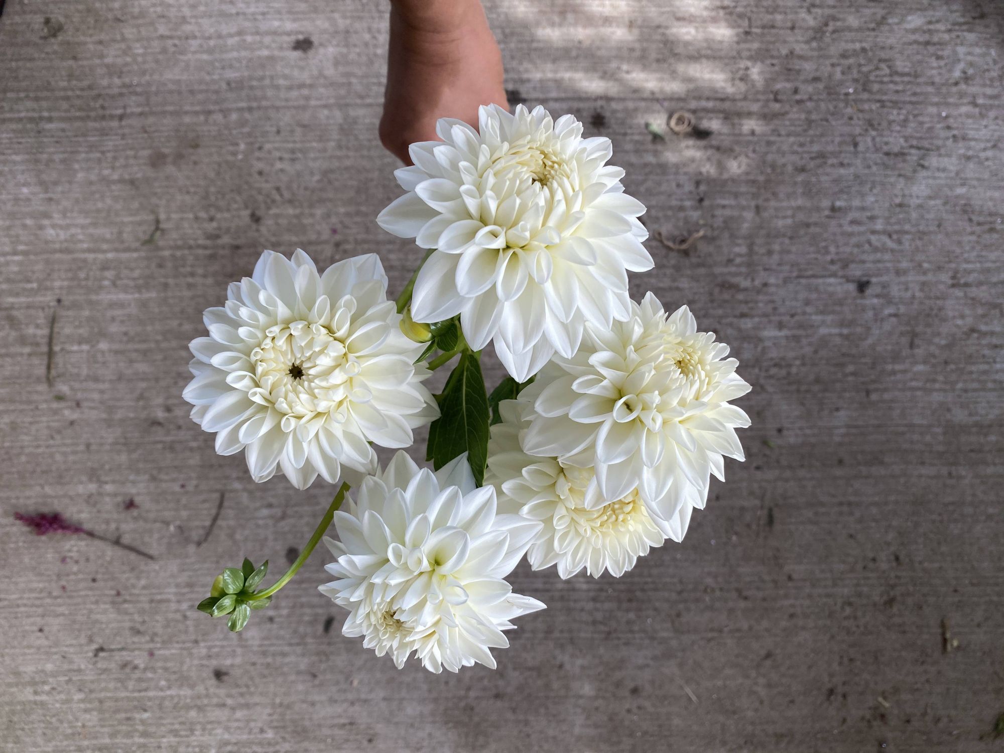 DAHLIA Blizzard