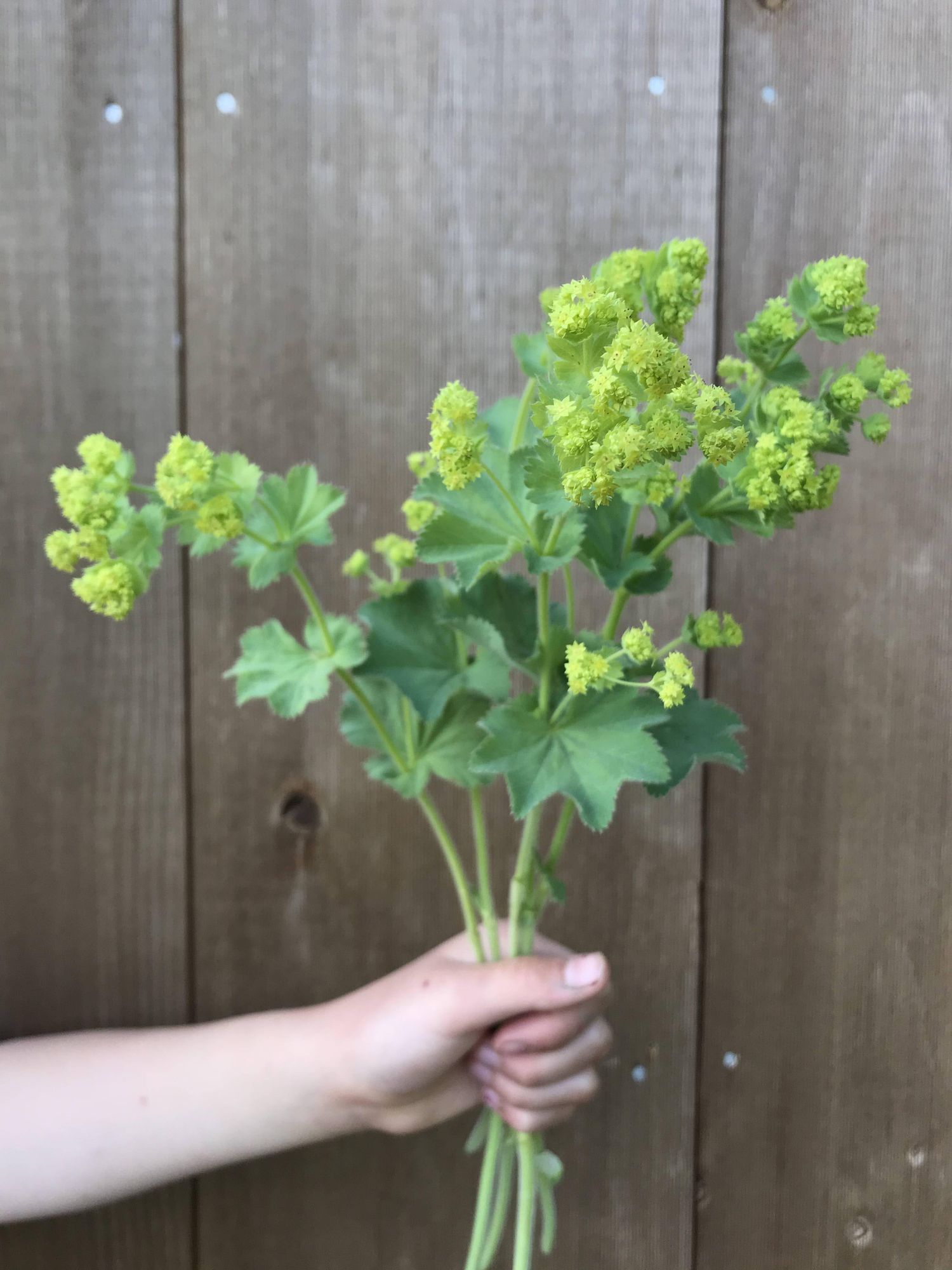 ALCHEMILLA mollis