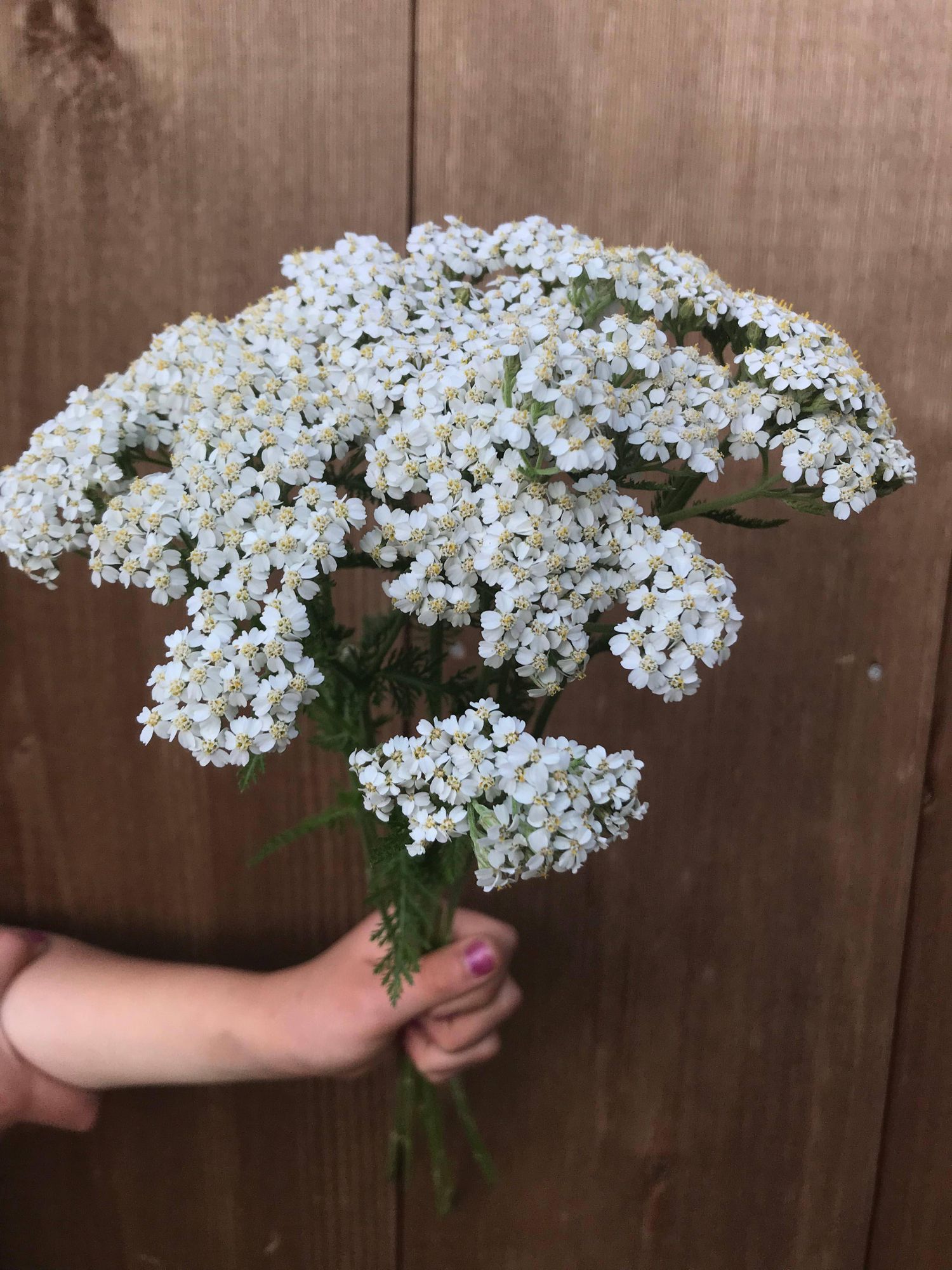 ACHILLEA millefolium