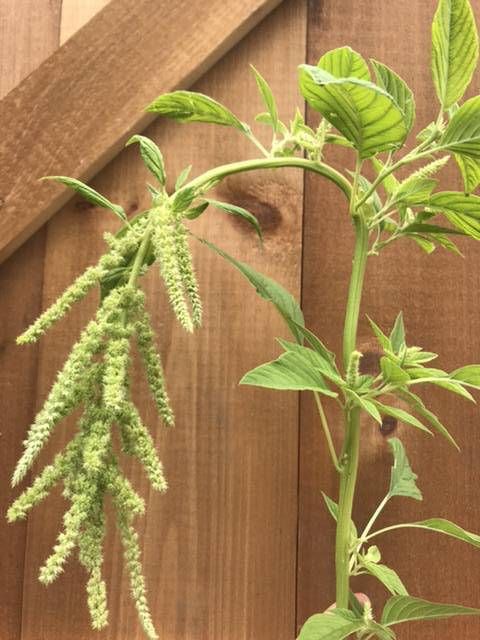 AMARANTHUS caudatus Emerald Tassles