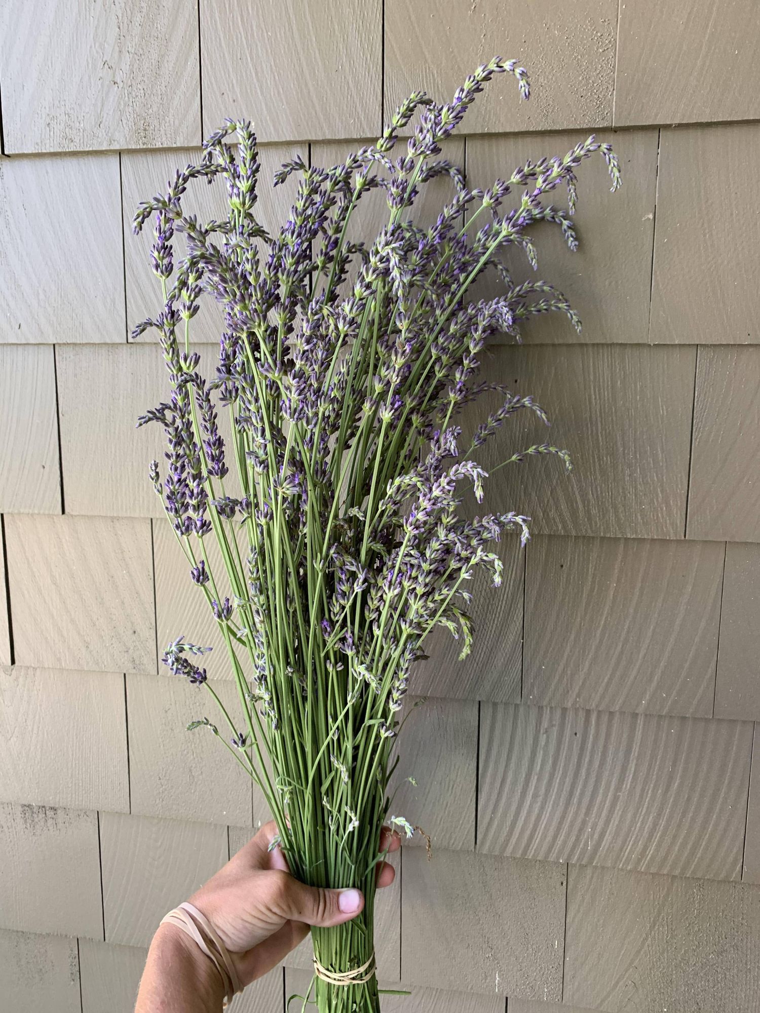 LAVANDULA dentata