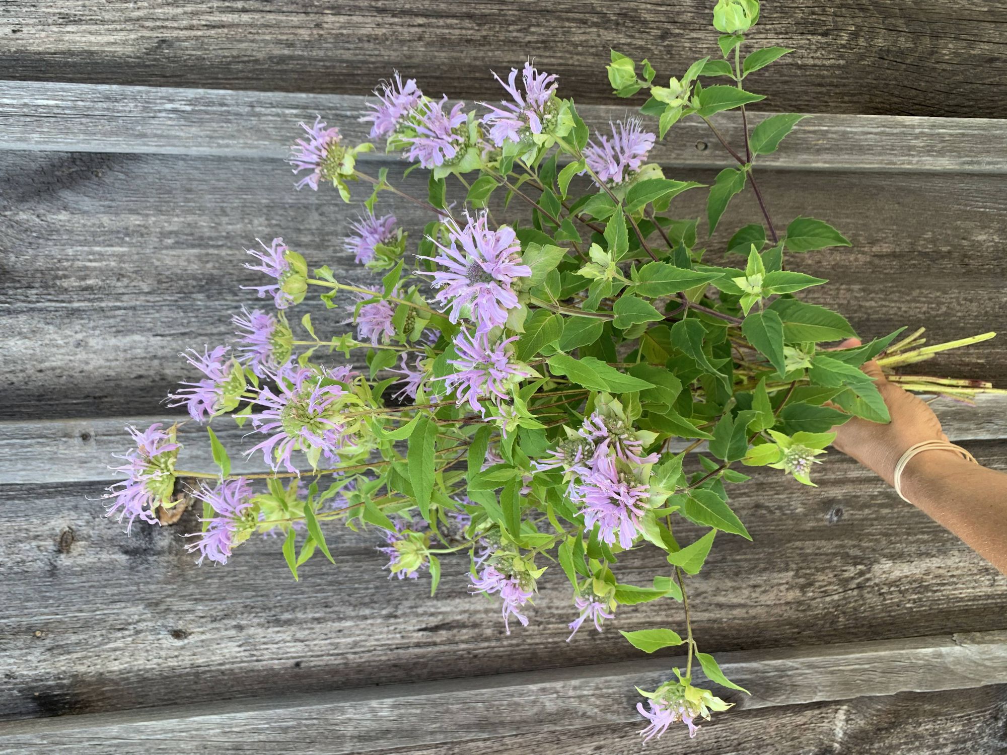 MONARDA citriodora