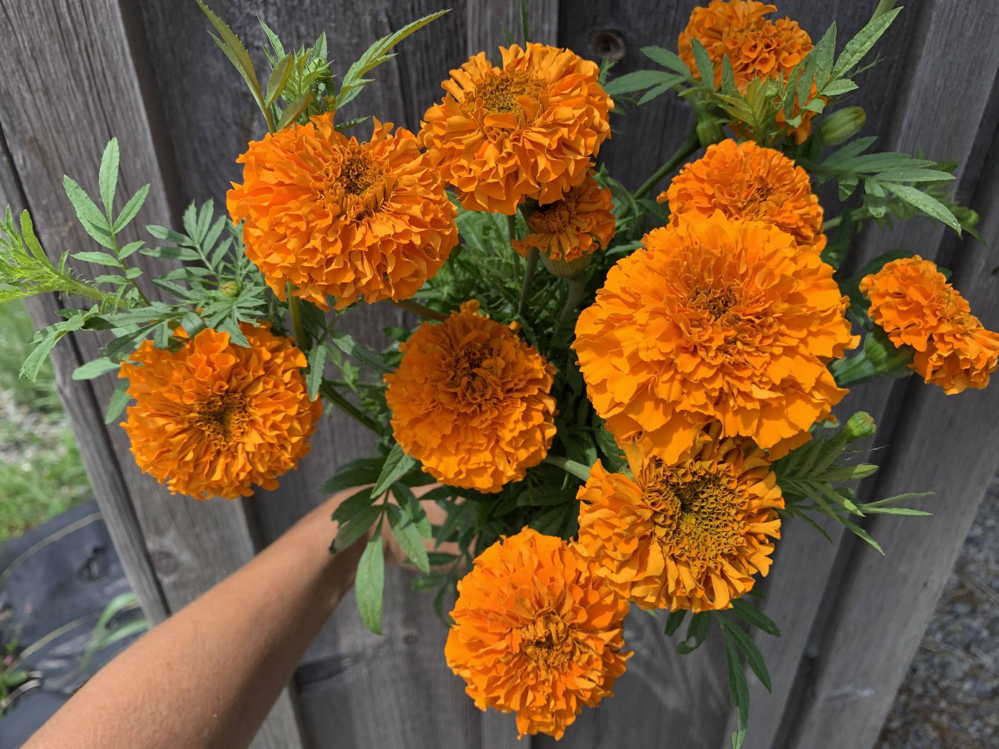 TAGETES erecta